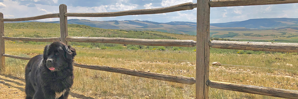 Newfoundland dog by a fence in Wyoming