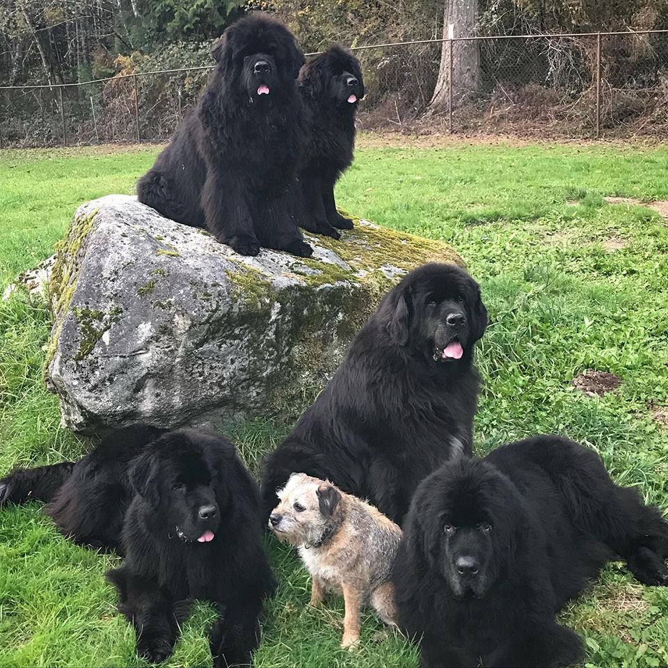 group of Newfoundlands on a rock