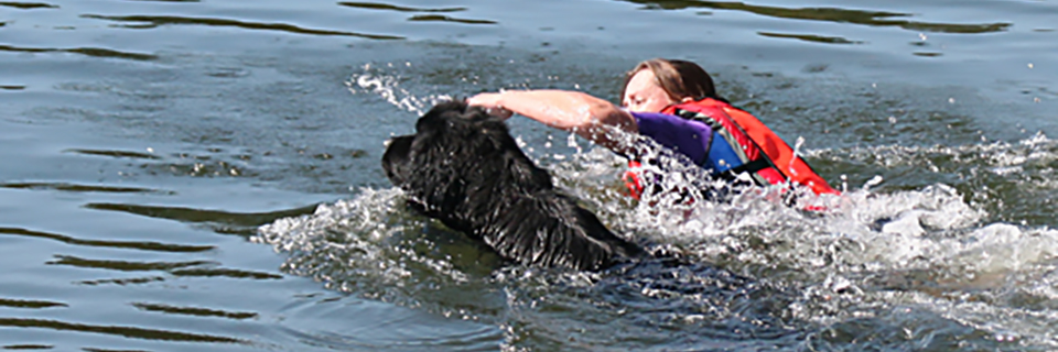 Newfoundland dog swimming